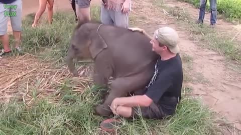 Most Funny and Cute Baby Elephant Videos Compilation