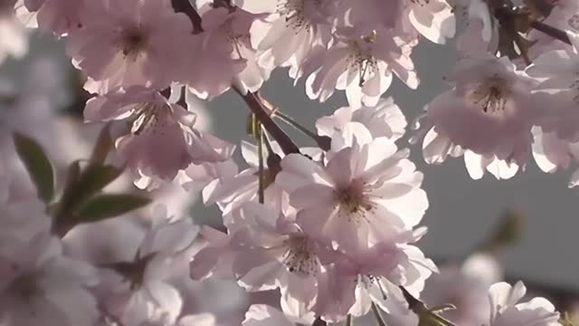 The Beauty of Colors and Movement in Nature#🌸🌸