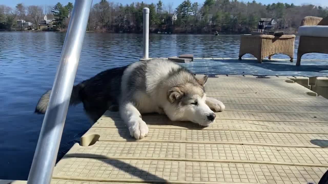 Alaskan Malamute Slowly Falls in Water as It Tries To Hold Onto Dock