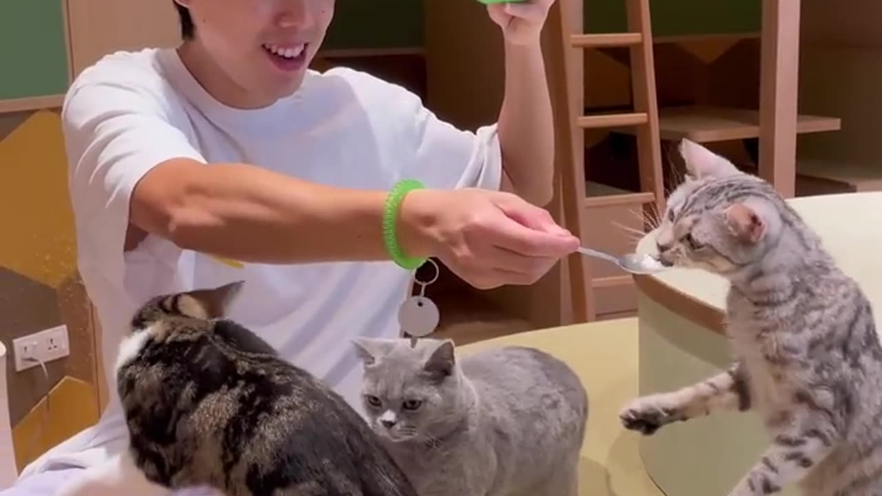 FEEDING HUNGRY CATS