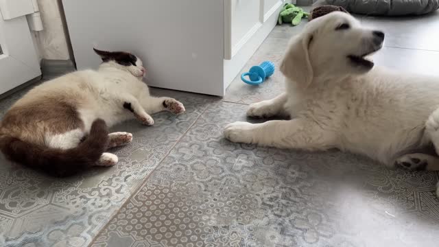 Golden Retriever Puppy Meets Cat for the First Time!