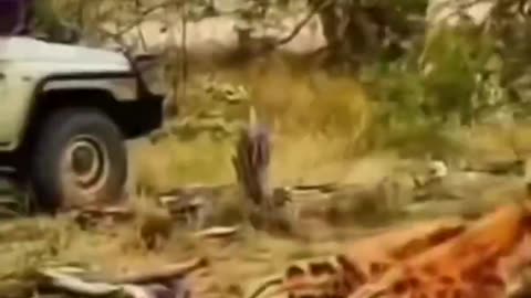 Lions Vs. Hyenas