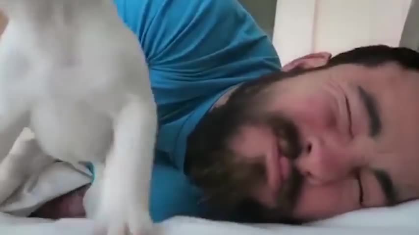 Puppy Licks Owner Awake