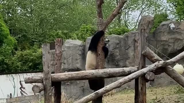 giant pandas