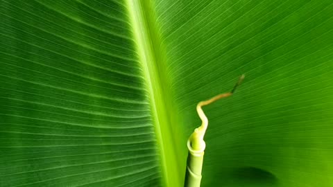 Growing Banana Plant indoor