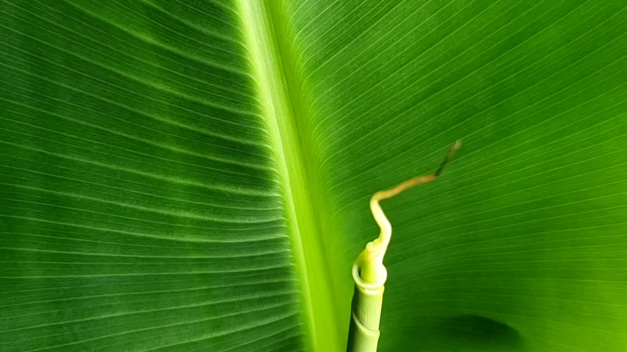 Growing Banana Plant indoor