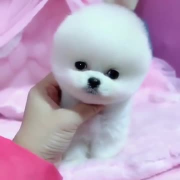 Do_you_like_to_have_this_puppy