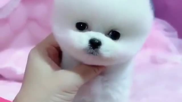 Do_you_like_to_have_this_puppy