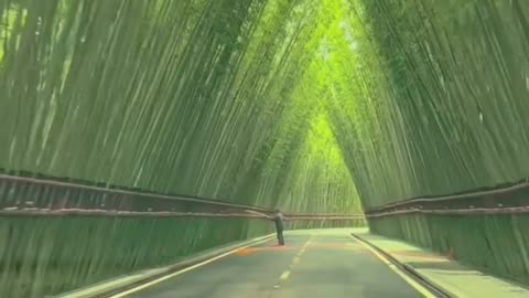 "A stroll through a botanical garden"