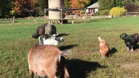 Maman chèvre qui crie et cherche ses petits