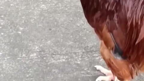 MANOK NA PULA LETIRAL #love #short #animals #pet #shortvideo