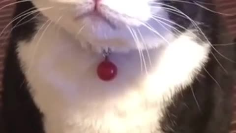 Funny cute cat face