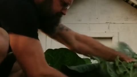 Harvest Cabbage