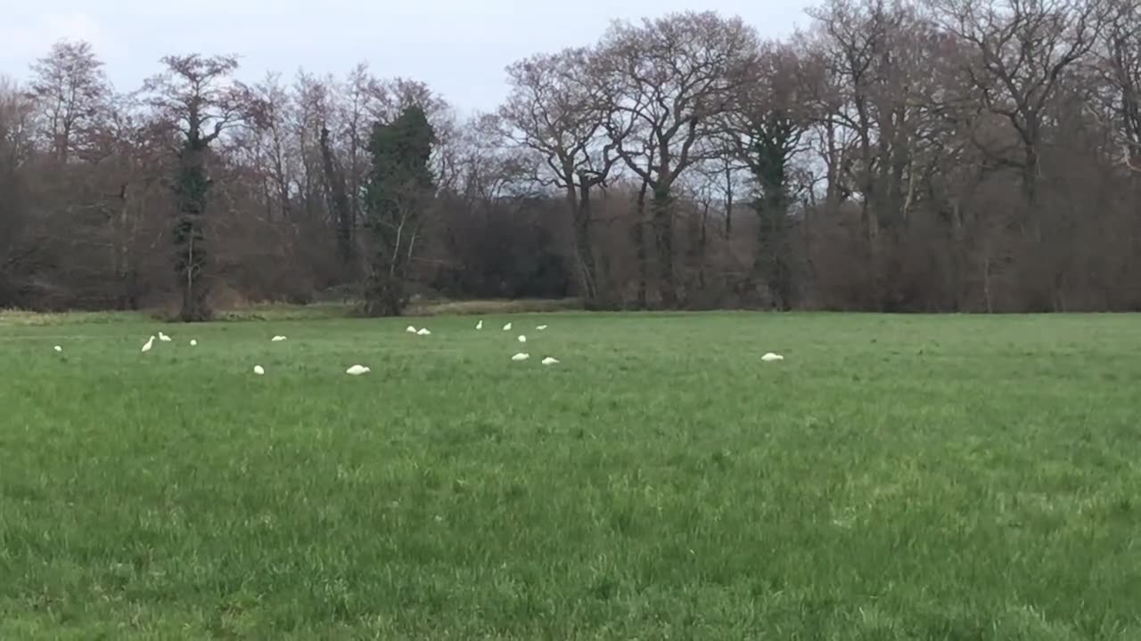 Egrets feeding - being in nature is vital to managing stress levels.