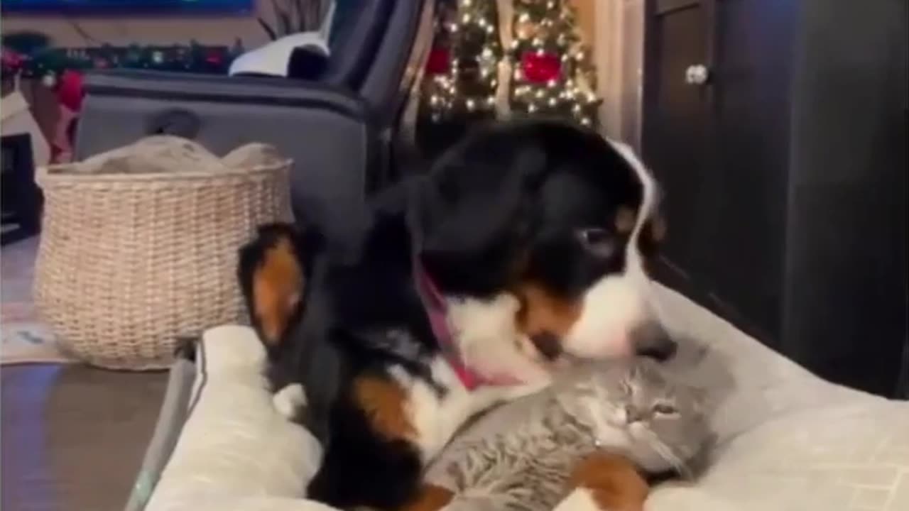 He thinks the cat is stuffed animal