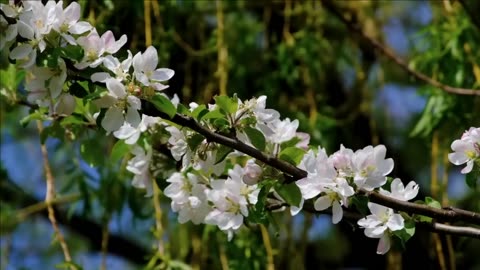 Free nature background video _ Free Nature Video 4K HD (1)