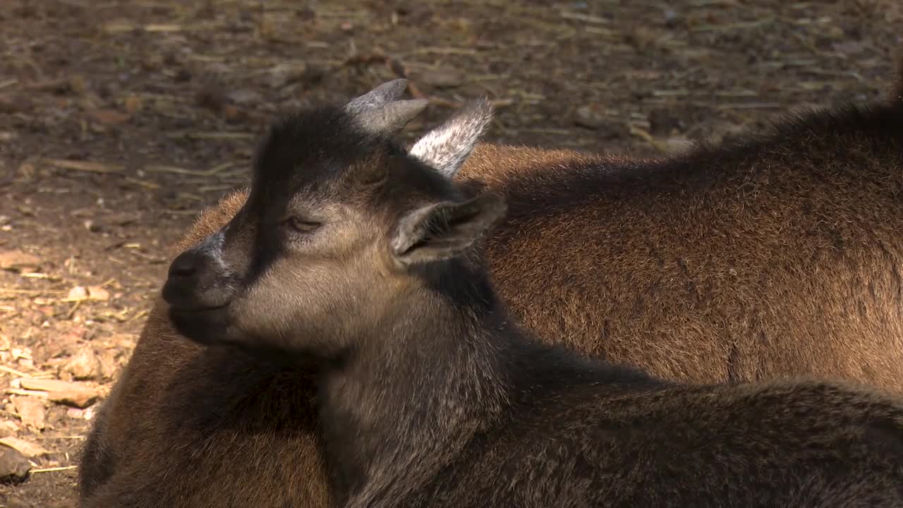 Goat Animal Domestic Goat Farm Kid