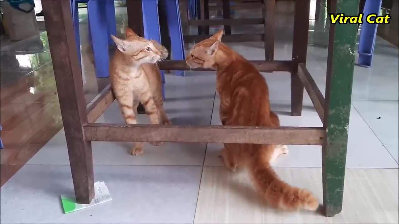 Cat Fights Meowing