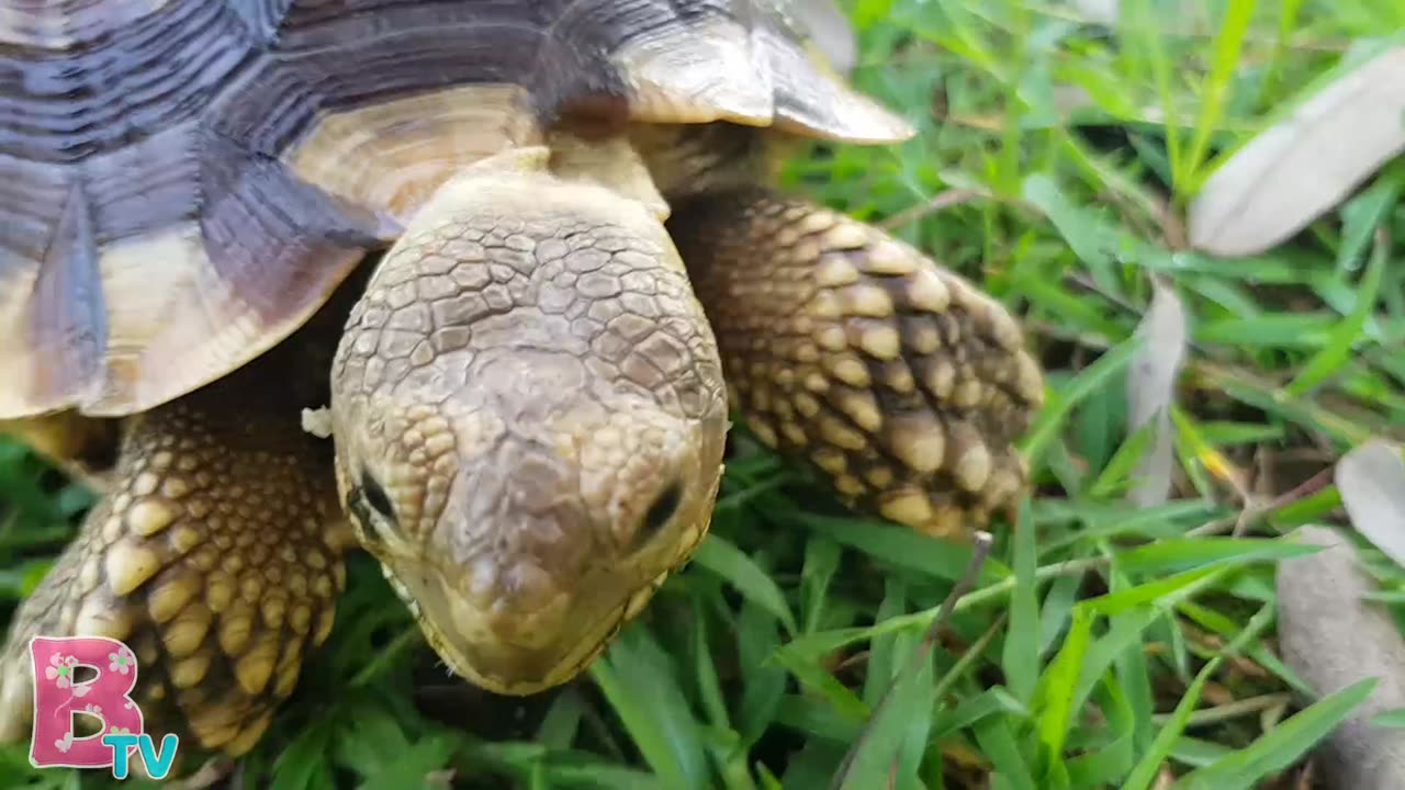 TORTOISE SINGS A LONG FINGER FAMILY - Belinda TV