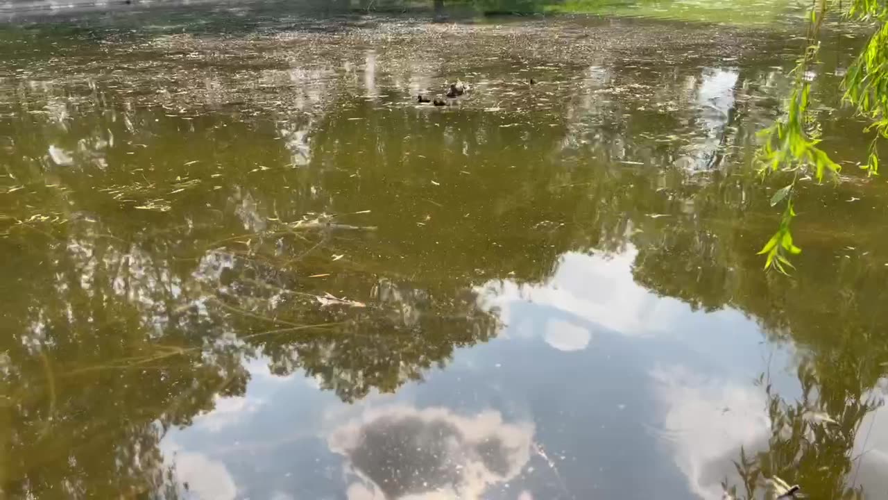 Aquatic life in a pond.