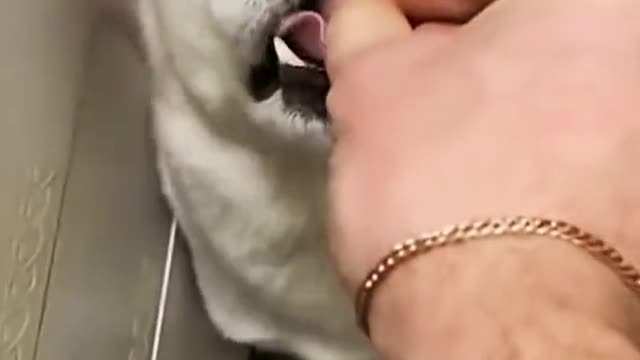 Dog: I really want to eat it. But it seems that I haven't eaten