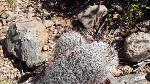 Fountain Hills Arizona and a nice Botanical Garden walk. Col 1:16 4/3/23