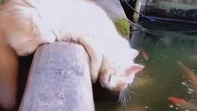 the cat see to many fish for the fist time😅😅