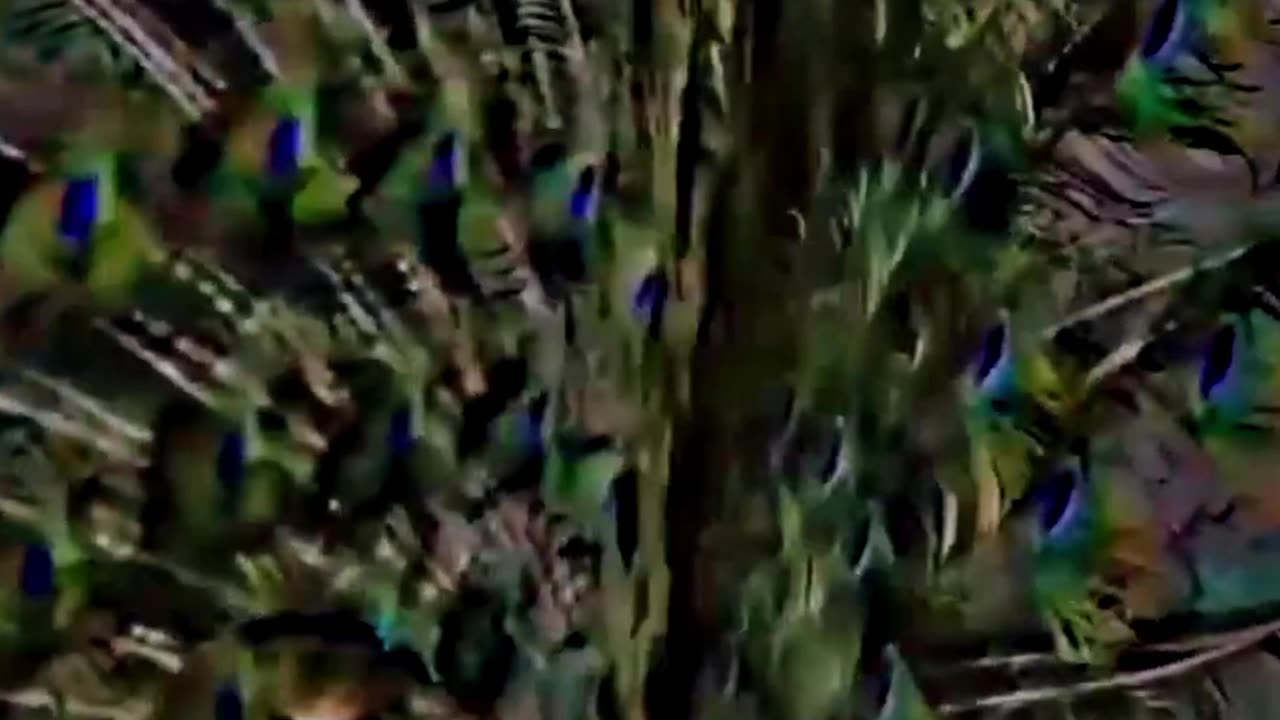 Peacok beautiful seen peacok beautiful video