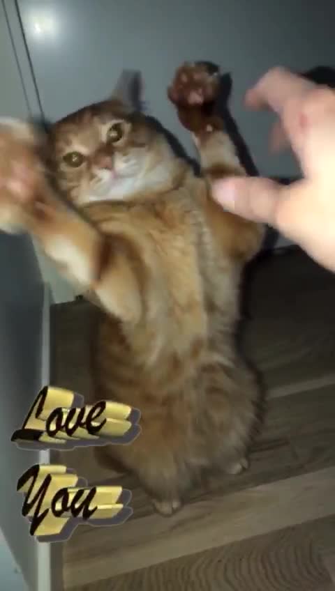 My cat loves to play