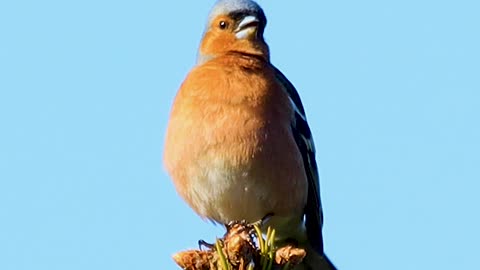 Beauty is all around us, just take a look #birds #wildlife