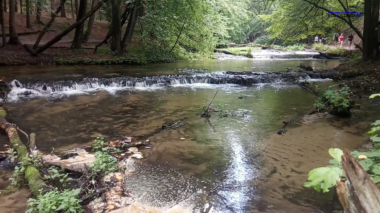 Szumy na Tanwi - Roztocze, Polska