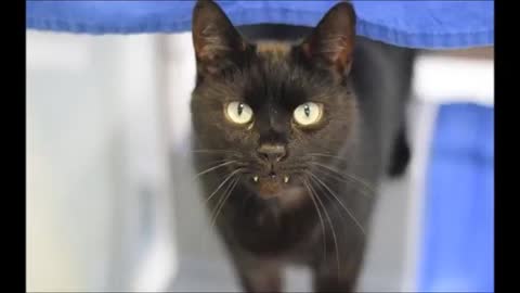 They thought this kitten wouldn't be adopted, because it looked like a Vampire