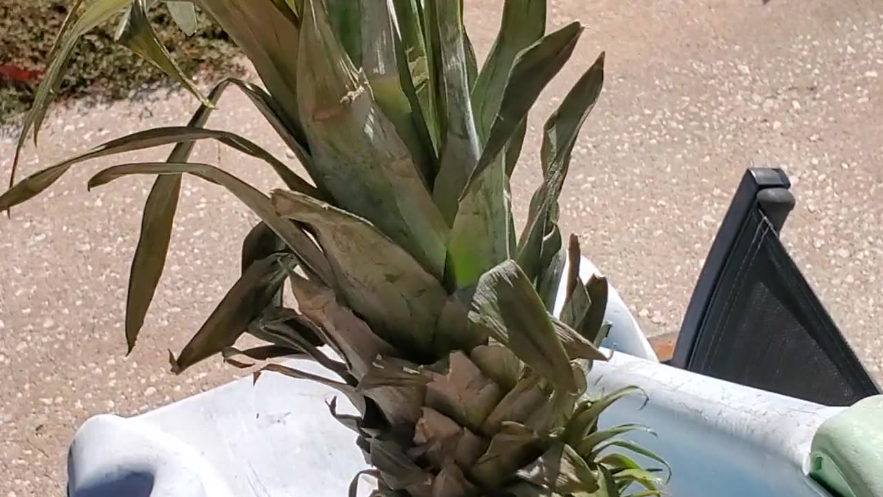 Pineapple - Slide Test