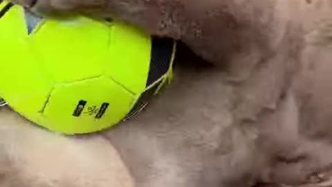 Cat and ball