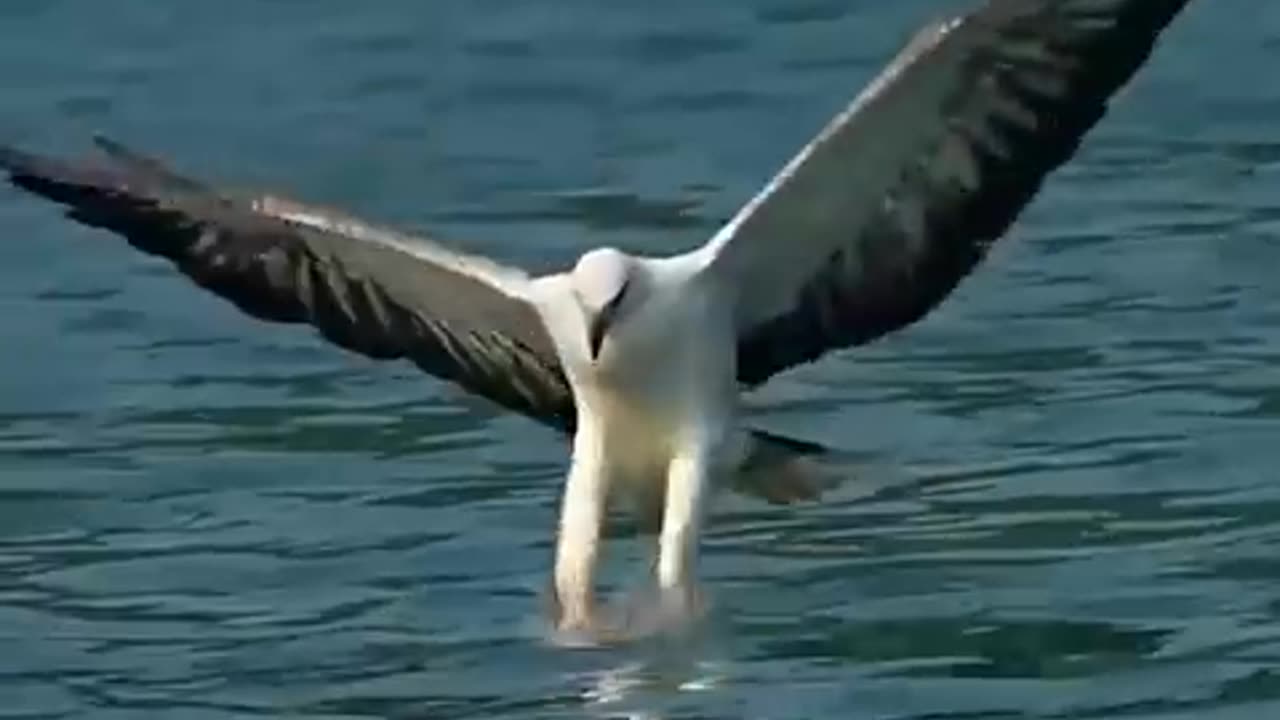 Bird#sorts #subscribe #funny #banglatv #comedyfilms #sobuj_bangla_tv