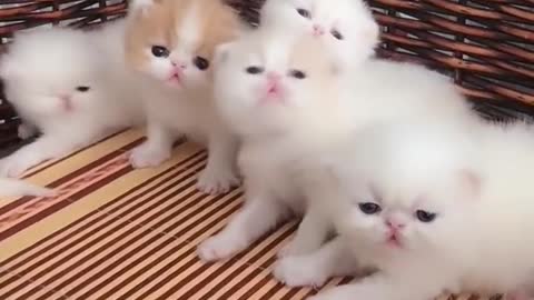 OMG So Cute Cats ♥ Best Funny Cat ❤️🐈Videos 2021 #shorts