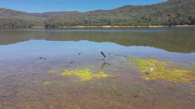 4K Australian Wildlife Relaxing