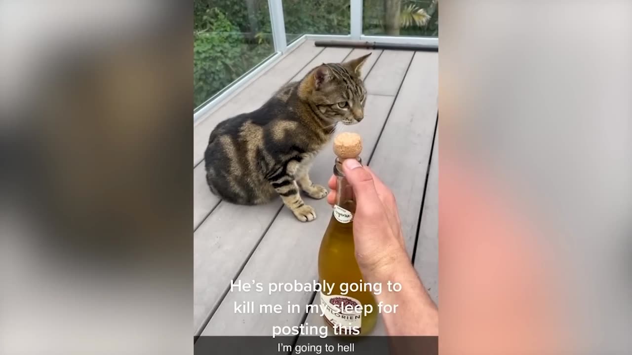Viral video.Funniest Animal Videos Funny Cats invited to the Dog