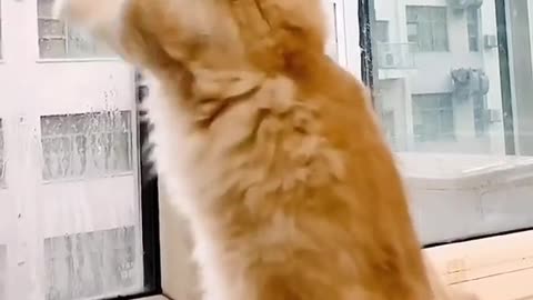 Funniest Cats 😹- Best Of The 2022 Funny Cat Videos 😂- Funny Cats HD