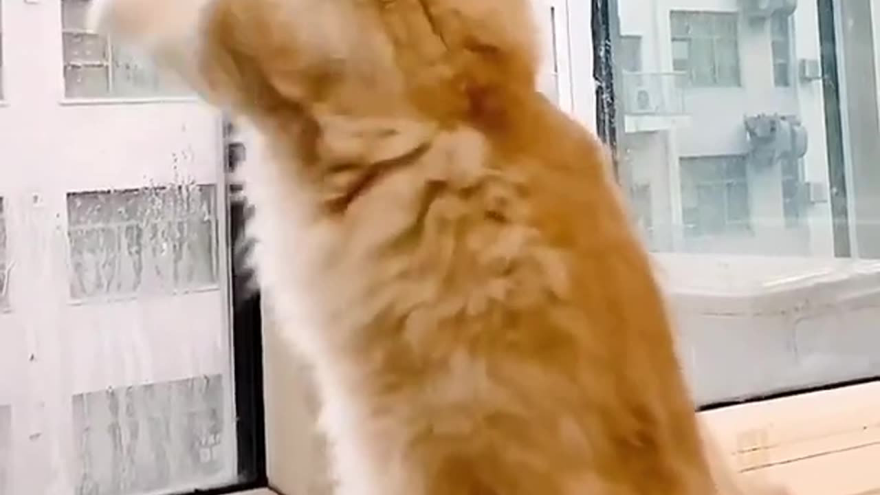 Funniest Cats 😹- Best Of The 2022 Funny Cat Videos 😂- Funny Cats HD