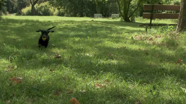 Small joyful dachshund puppy run after and bring back yellow ball