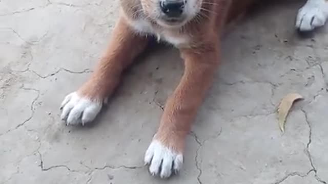 dog video 2021