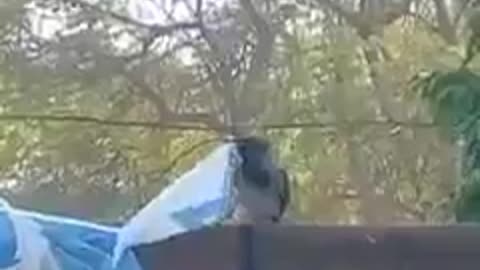 Animal Fun