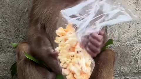 Funny Monkey