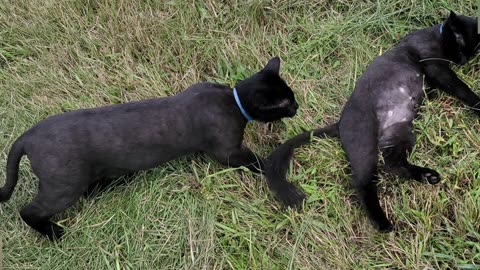 PLAYFUL CATS ENJOY A LAZY AUGUST DAY