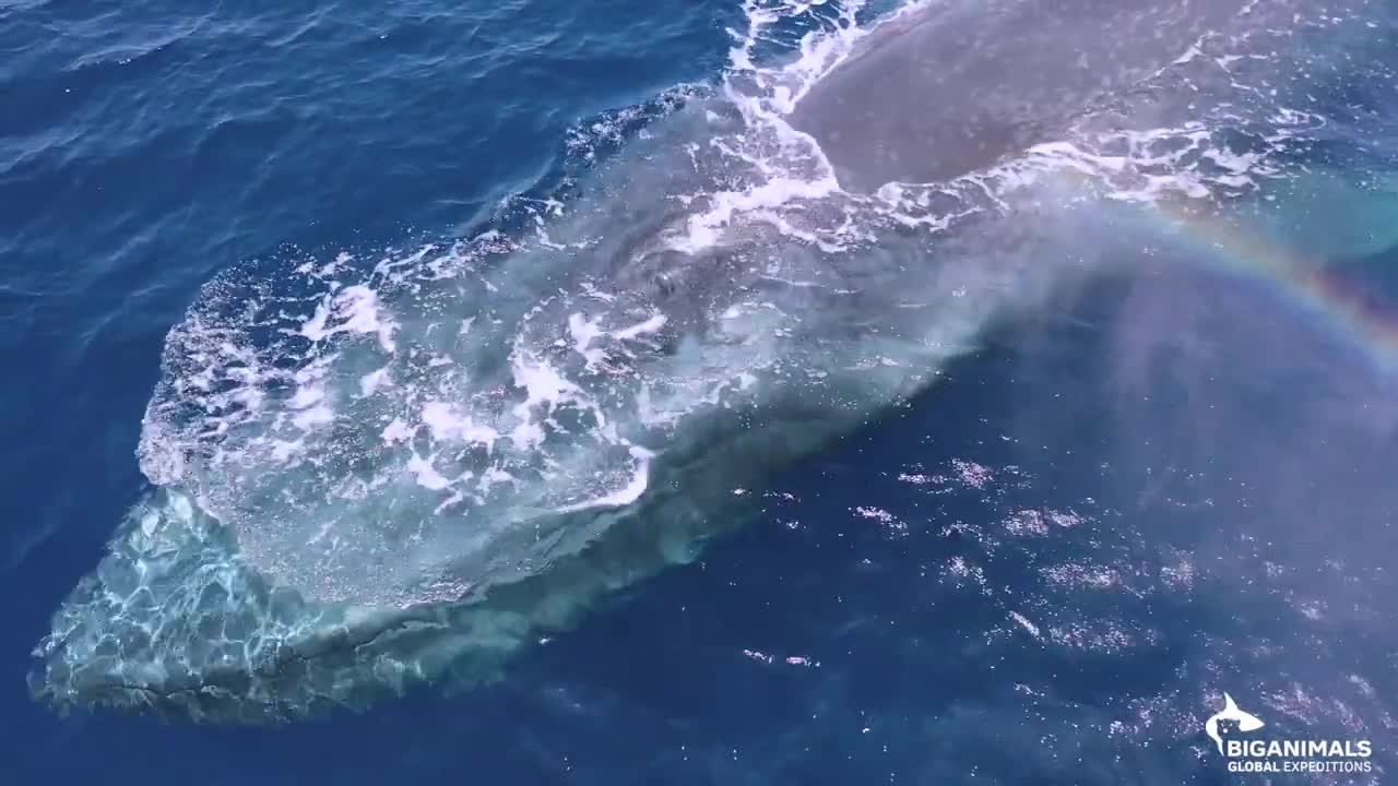 Blue Whales and Sperm Whales in Timor Leste