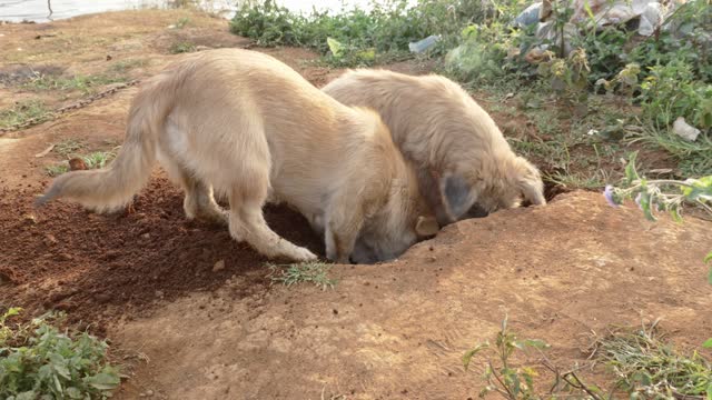 dog digging and dirtying the house