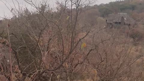 Bush lodges in South Africa