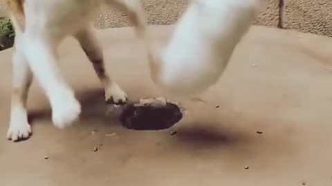 Omg 😱big fight cat vs rabbit