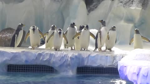 Penguins jumping into water